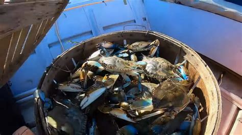 how to freeze blue crabs.